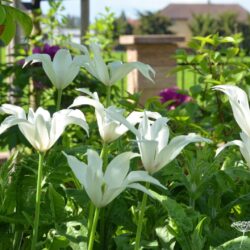 Tulipa Sapporo