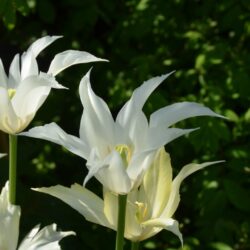 Tulipa Sapporo