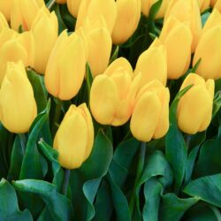 Tulipa Strong Gold