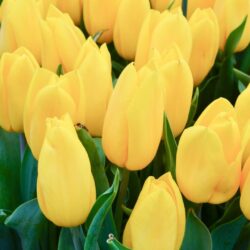 Tulipa Strong Gold