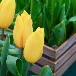 Tulipa Strong Gold