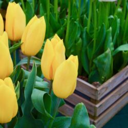 Tulipa Strong Gold