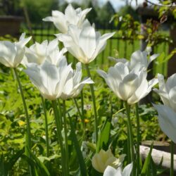 Tulipa White Triumphator