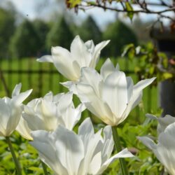 Tulipa White Triumphator