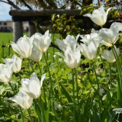 Tulipa White Triumphator