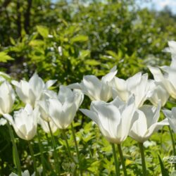 Tulipa White Triumphator