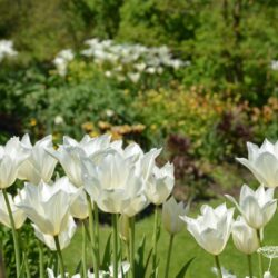 Tulipa White Triumphator