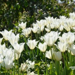 Tulipa White Triumphator