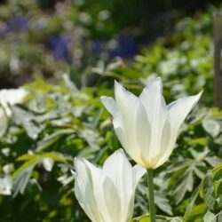 Tulipa White Triumphator