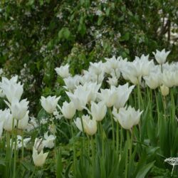 Tulipa White Triumphator