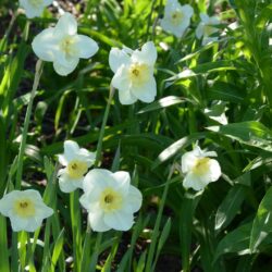 Narcissus Lemon Beauty