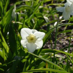 Narcissus Lemon Beauty