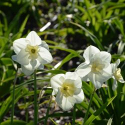 Narcissus Lemon Beauty