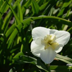 Narcissus Lemon Beauty