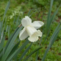 Narcissus Mount Hood