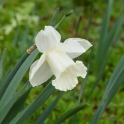 Narcissus Mount Hood