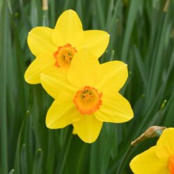 Narcissus Pinza