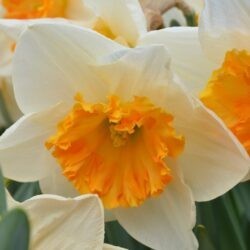 Narcissus Virginia Sunrise