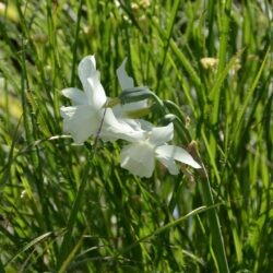 Narcissus Thalia