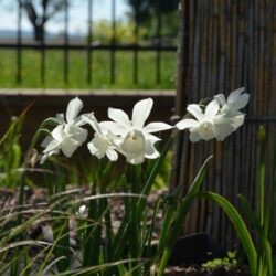 Narcissus Thalia