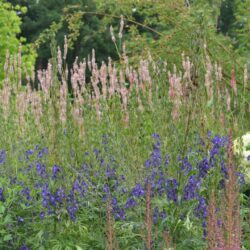 Aconitum napellus Newry Blue