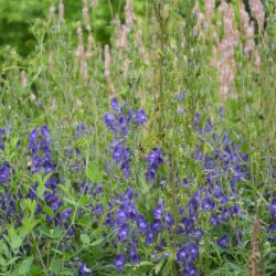 Aconitum napellus Newry Blue