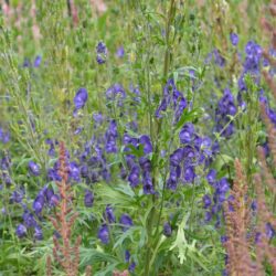 Aconitum napellus Newry Blue