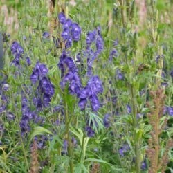 Aconitum napellus Newry Blue