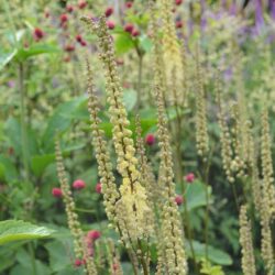 Actea cordifolia