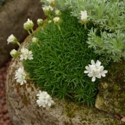 Armeria juniperfolia Alba