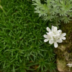 Armeria juniperfolia Alba