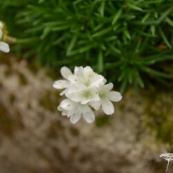 Armeria juniperfolia Alba