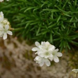 Armeria juniperfolia Alba