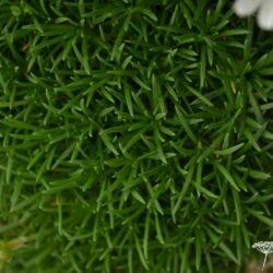 Armeria juniperfolia Alba