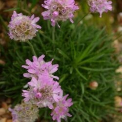 Armeria juniperifolia Bevans Variety