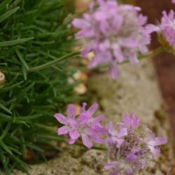 Armeria juniperifolia Bevans Variety