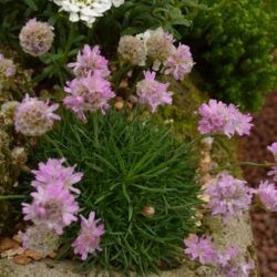 Armeria juniperifolia Bevans Variety