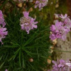 Armeria juniperifolia Bevans Variety