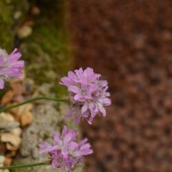 Armeria juniperifolia Bevans Variety