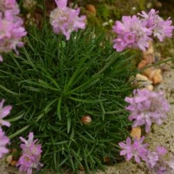 Armeria juniperifolia Bevans Variety