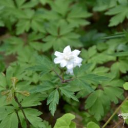 Anemone nemorosa Flore Pleno