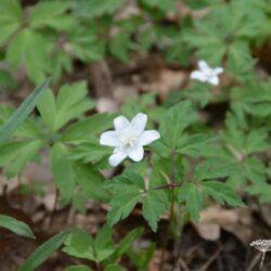 Anemone nemorosa Flore Pleno