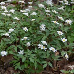 Anemone nemorosa Knightshayes Vestal