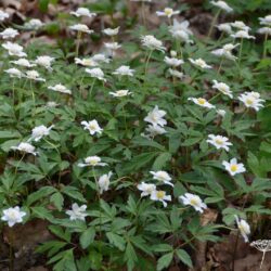 Anemone nemorosa Knightshayes Vestal