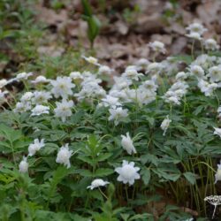 Anemone nemorosa Knightshayes Vestal