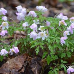 Anemone nemorosa Pink from Wisley