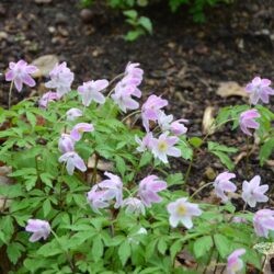 Anemone nemorosa Pink from Wisley