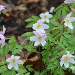 Anemone nemorosa Pink from Wisley