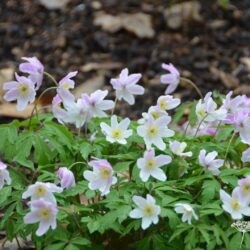 Anemone nemorosa Pink from Wisley