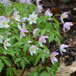 Anemone nemorosa Pink from Wisley